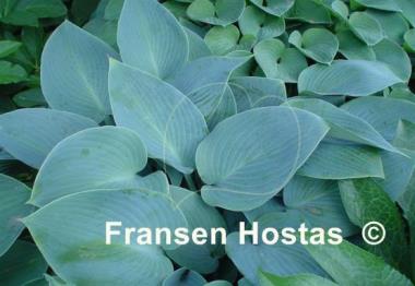 Hosta Blue Moon