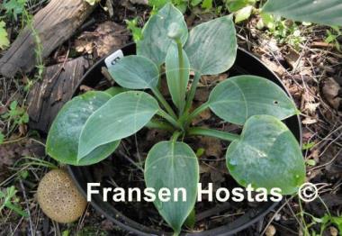 Hosta Blue Moon