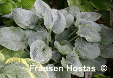 Hosta Blue Moon