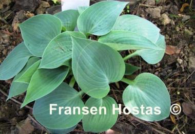 Hosta Blue Moon