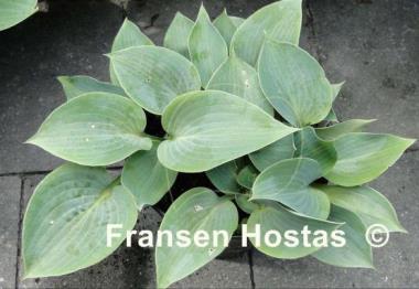 Hosta Blue Moon