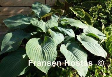 Hosta Blue Mountains
