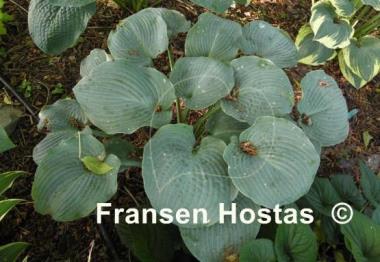 Hosta Blue Mountains