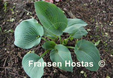 Hosta Blue Mountains