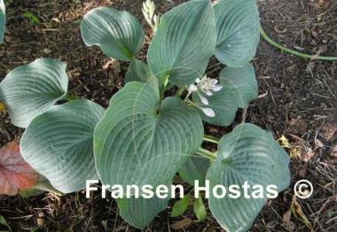 Hosta Blue Mountains