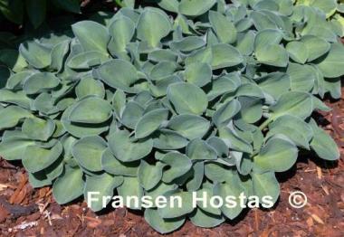 Hosta Blue Mouse Ears