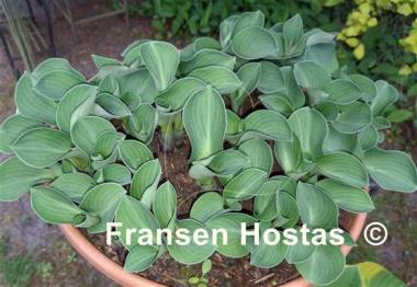 Hosta Blue Mouse Ears