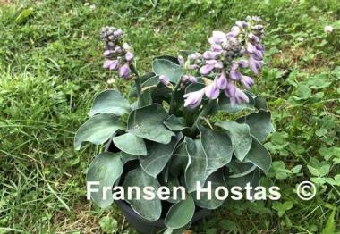 Hosta Blue Mouse Ears