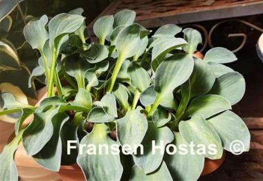 Hosta Blue Mouse Ears