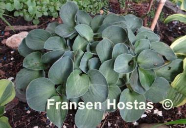 Hosta Blue Mouse Ears