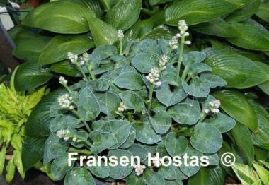 Hosta Blue Mouse Ears