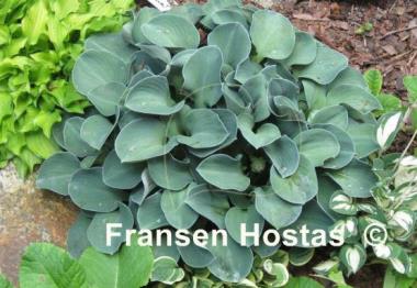 Hosta Blue Mouse Ears