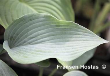Hosta Blue My Mind