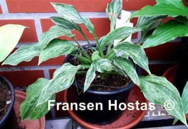 Hosta Blue Phog