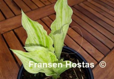 Hosta Blue Phog