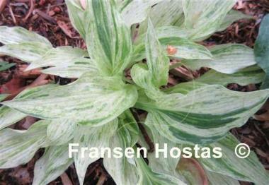 Hosta Blue Phog