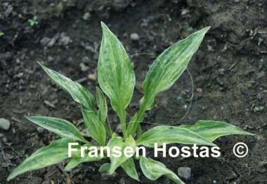 Hosta Blue Phog