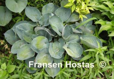 Hosta Blue Plate Special