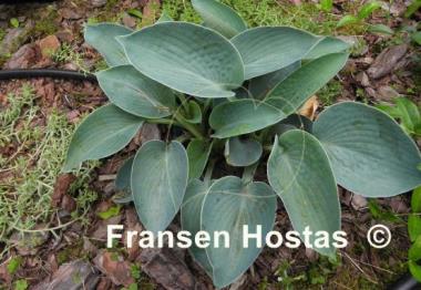 Hosta Blue Plate Special