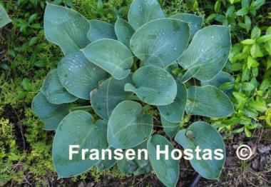 Hosta Blue Plate Special