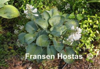 Hosta Blue Plate Special