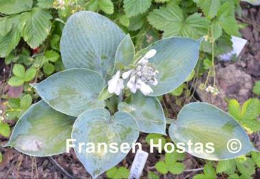 Hosta Blue Plate Special