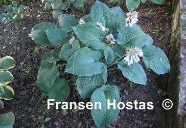 Hosta Blue Plisse