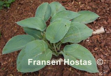 Hosta Blue Plisse