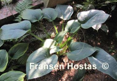 Hosta Blue Plisse