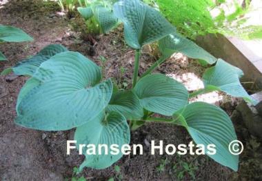 Hosta Blue Plisse