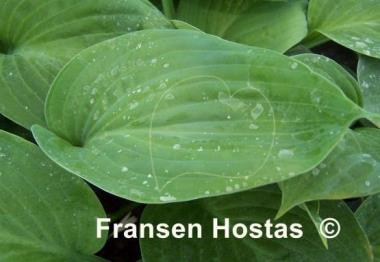 Hosta Blue Regal
