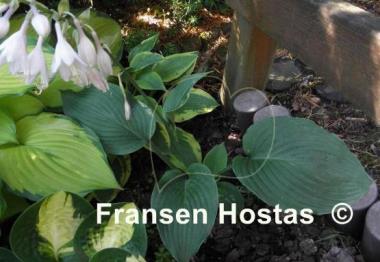 Hosta Blue Ripples