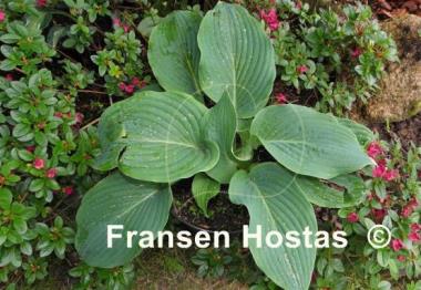 Hosta Blue Ripples