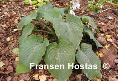 Hosta Blue Ripples