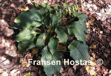 Hosta Blue Ripples