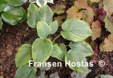 Hosta Blue River