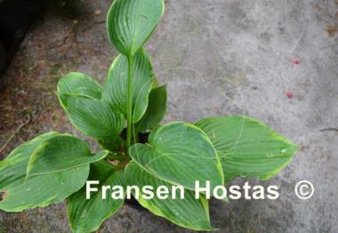 Hosta Blue River