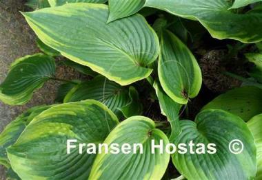 Hosta Blue River