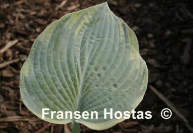 Hosta Blue River