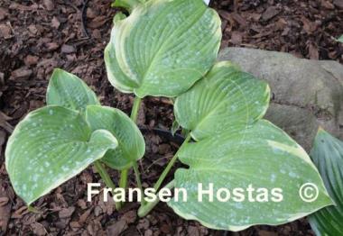 Hosta Blue River