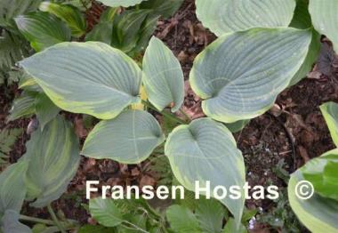 Hosta Blue River