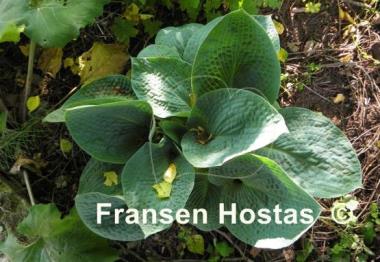 Hosta Blue Seer