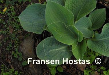 Hosta Blue Seer