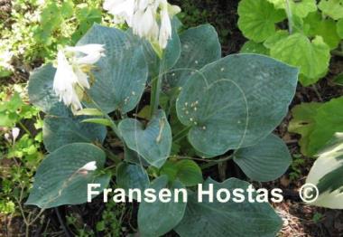 Hosta Blue Seer