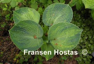 Hosta Blue Shadows