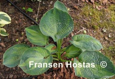 Hosta Blue Shadows