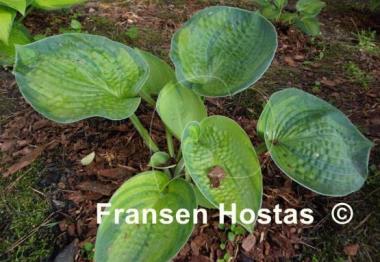 Hosta Blue Shadows
