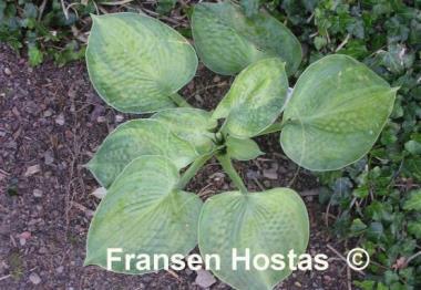 Hosta Blue Shadows