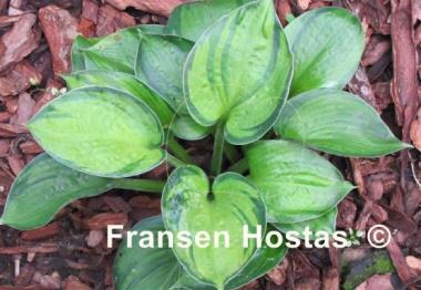 Hosta Blue Shadows