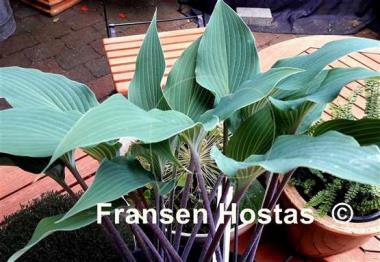 Hosta Blue Skin
